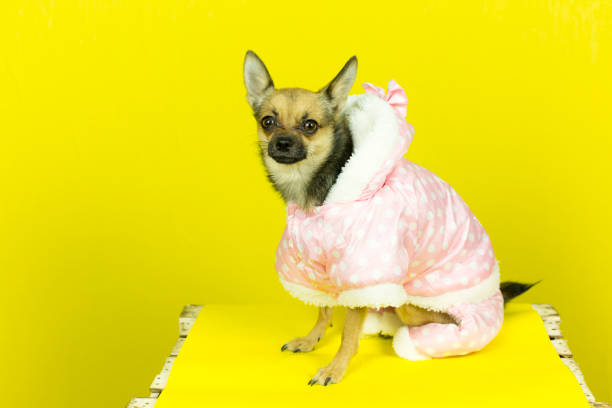 istock Dog in winter clothes. 870430986