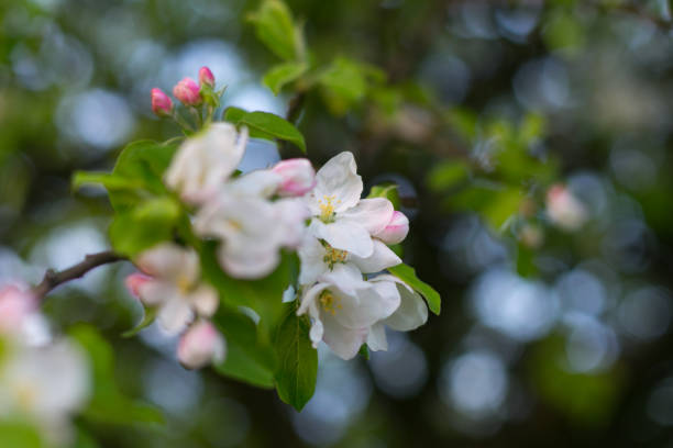 istock sunset in the field, apple blossom 870434080