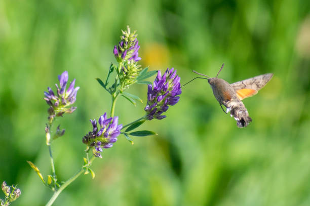 istock Graceful hummingbird moth feeding in the field 870435004