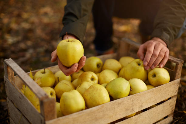 Man with wooden box of yellow ripe golden apples in the orchard farm. Grower harvesting in the garden is holding organic apple above the crate. Harvest autumn concept. hombre pone amarillo manzana golden madura a una caja de madera de amarillo en la granja huerto. productor de cosecha en el jardín y con manzana orgánica en su mano. concepto de otoño de la cosecha. vista aislada. hombre muestra una fruta sabrosa.