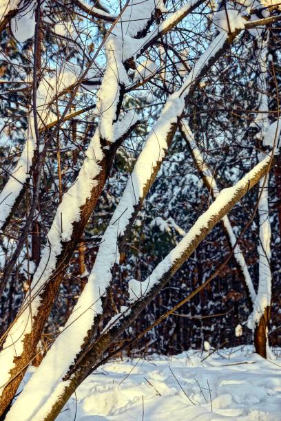 istock trees under the snow in the forest 870438424