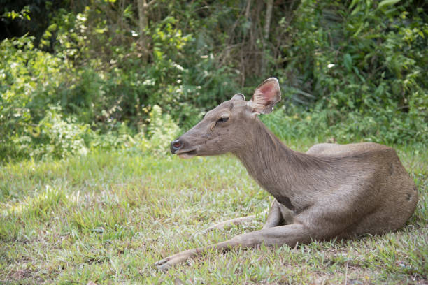 istock head of brow-antlered deer 870442348