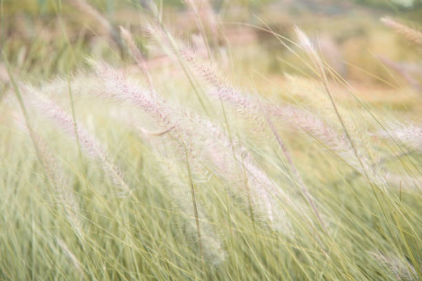 istock Closeup nature view of grass on blurred background 870442350