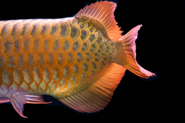 Arowana as a background or wallpaper Arowana Fish Concept is a background or wallpaper. gold arowana stock pictures, royalty-free photos & images