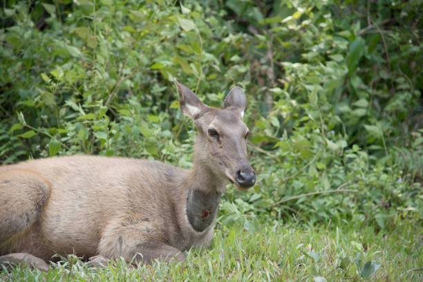 istock head of brow-antlered deer 870442412