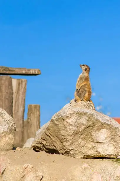 Photo of Meerkat standing on rock - portrait