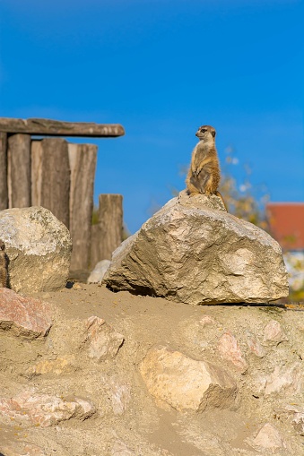 Meerkat standing on rock - portrait.