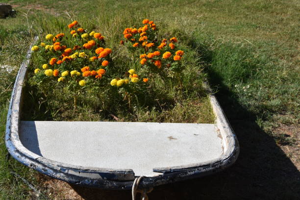 istock Flowers grow in an old boat 870445644