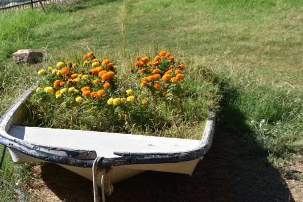 istock Flowers grow in an old boat 870445896
