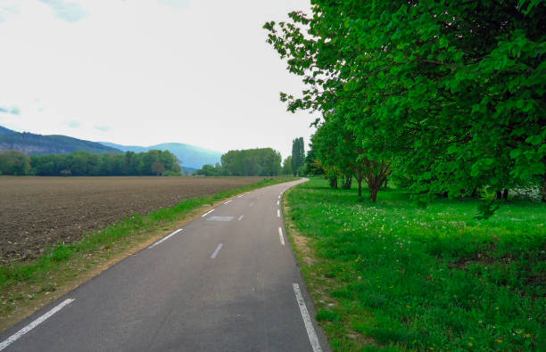 Cyclist riding on the road in the forest during springtime