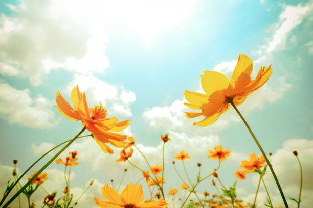 fleurs de cosmos fleurissant sur fond de ciel - cosmos flower cut flowers daisy family blue photos et images de collection