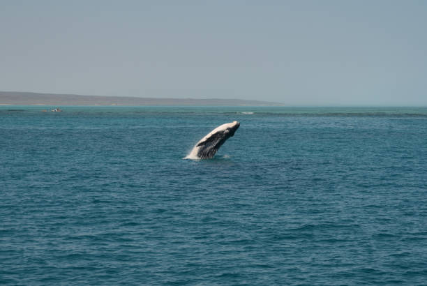 Humpback Whale Hunpback Whale Breaching in the Ningaloo Reef ningaloo reef stock pictures, royalty-free photos & images