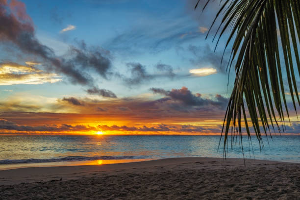 istock looking through palm leaf at sunset at anse georgette,praslin,seychelles 24 870453602