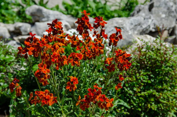 istock Colorful flowering Wallflower plants in springtime 870456200