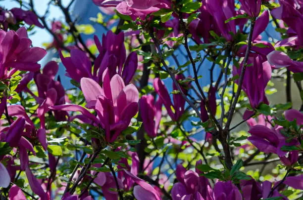 Twig with purple bloom and leaves of magnolia tree at springtime in garden, Sofia, Bulgaria