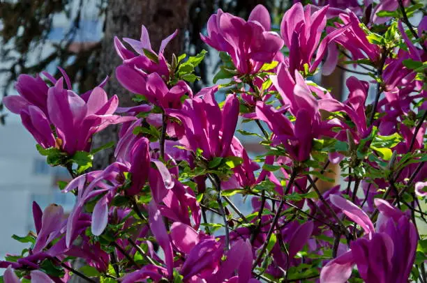 Twig with purple bloom and leaves of magnolia tree at springtime in garden, Sofia, Bulgaria