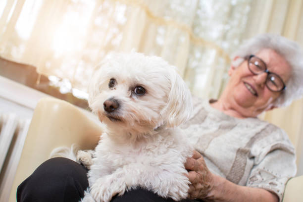 istock Beautiful small dog sitting on owner's lap. 870457312