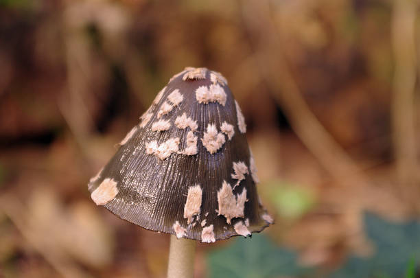 Brown mushroom with white dots in a wood