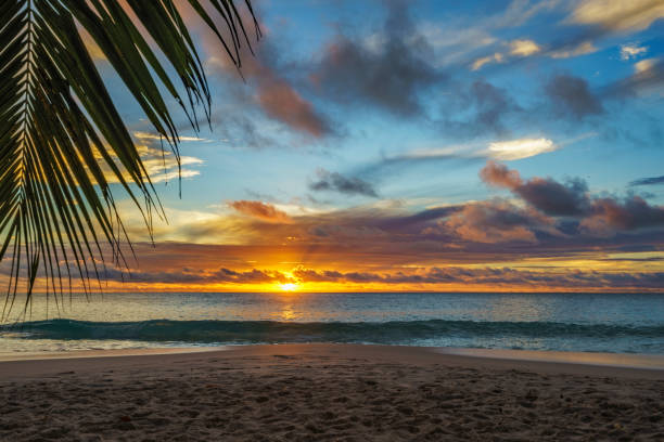 istock looking through palm leaf at sunset at anse georgette,praslin,seychelles 14 870460118