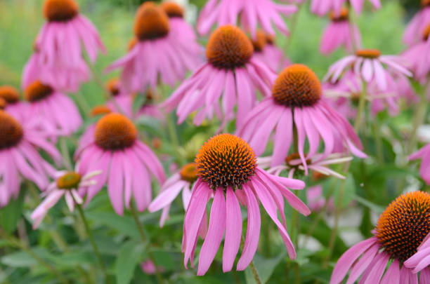 istock Echinacea purpurea coneflower Flower garden 870460664