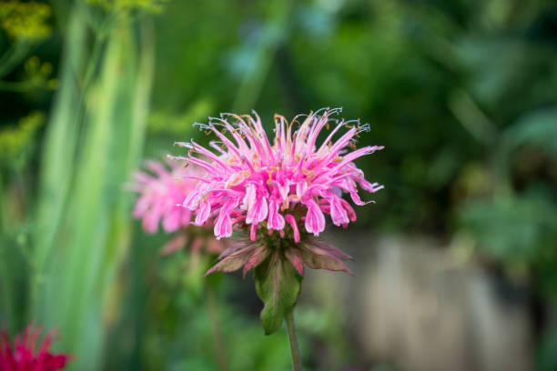 beebalm cremisi (monarda) che cresce in giardino - beebalm foto e immagini stock