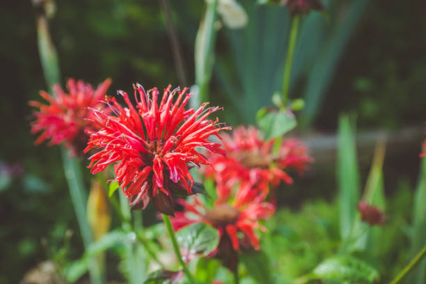 istock Crimson beebalm (Monarda) growing in the garden 870461288