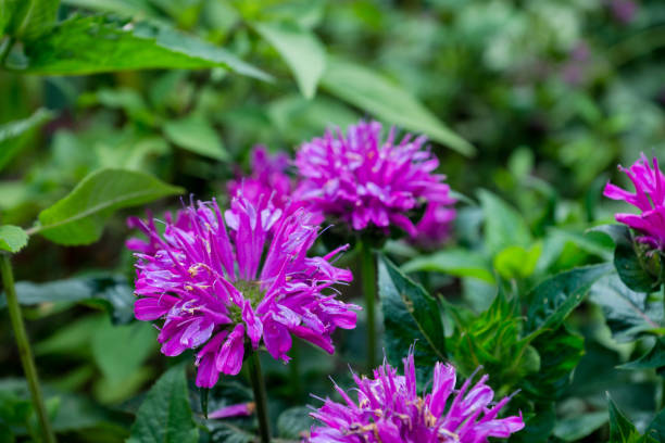 beebalm écarlate (monarda) qui poussent dans le jardin - beebalm photos et images de collection