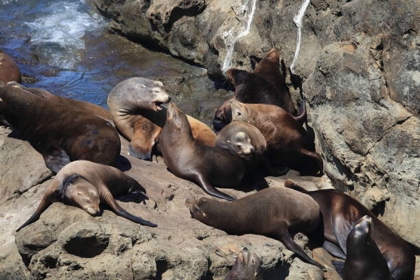 istock Sea Lions at Cape Arago Cliffs State Park, Coos Bay, Oregon 870464304