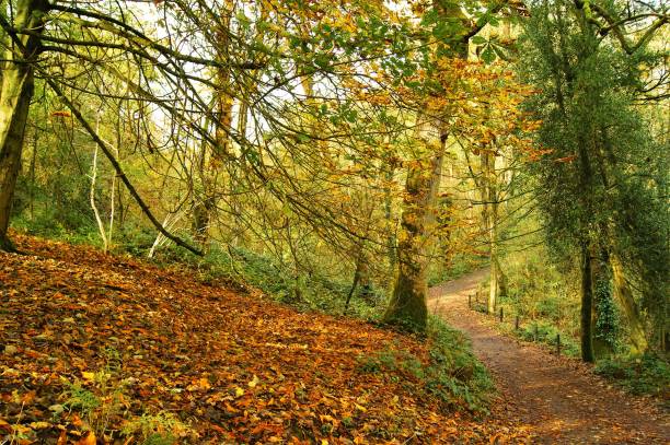 istock Woodland Landscape. 870464678