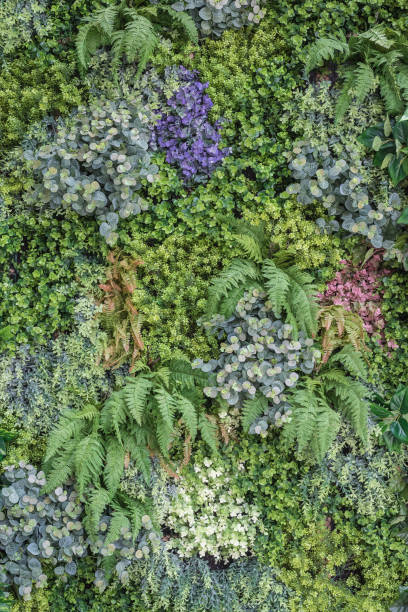 istock vertical garden wall background, variety of plants 870467062
