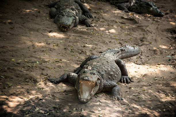 istock Crocodile in furious mood 870470656