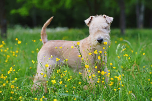 Red Lakeland Terrier dog staying outdoors in a green grass with small yellow flowers Red Lakeland Terrier dog staying outdoors in a green grass with small yellow flowers lakeland terrier stock pictures, royalty-free photos & images