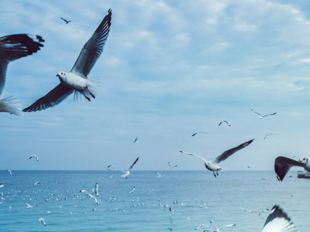istock Birds, Herd of Seagulls 870470918