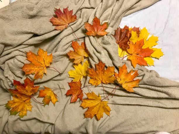 istock the Orange autumn leaves 870471104
