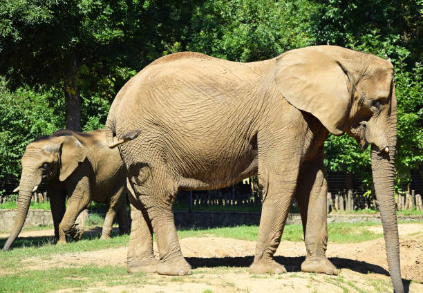 istock Elephant outdoor in summer 870471666