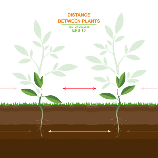 illustrations, cliparts, dessins animés et icônes de illustration vectorielle de plantation adéquate. l’espacement entre les plants. guident de distances de plantation. distance optimale de plantation. distance entre les plants. informations utiles - vector plant autumn season