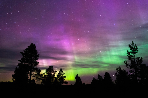Aurora Borealis, Northern Lights, above boreal forest