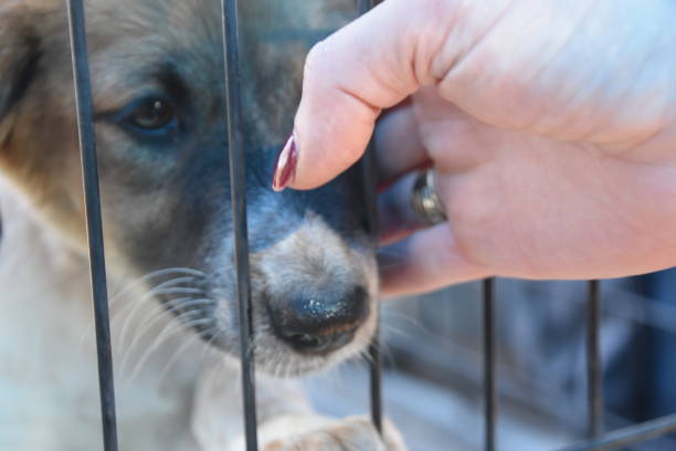 istock sad dog in a corral 870474364