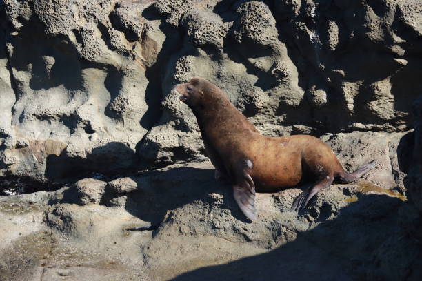 istock Sea lions resting on rocks, Cape Arago State Park, Coos Bay, Oregon 870474908