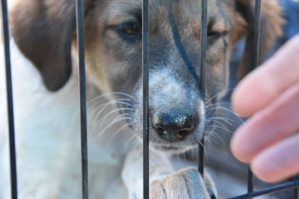 istock sad dog in a corral 870477090