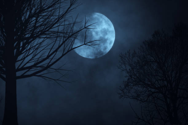 istock Dark night forest against full moon 3d illustration 870477994