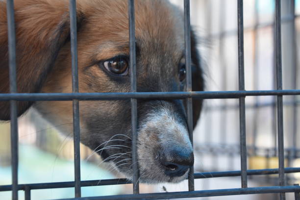 istock sad dog in a corral 870478078