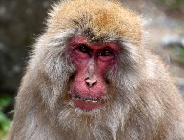 istock macaques of japan 870481274