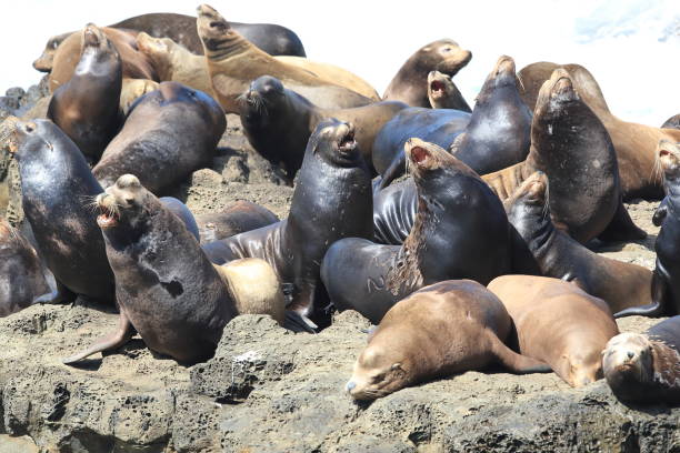 istock Sea lions resting on rocks, Cape Arago State Park, Coos Bay, Oregon 870481356