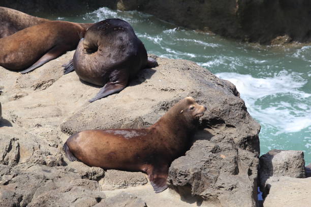 istock Sea lions resting on rocks, Cape Arago State Park, Coos Bay, Oregon 870481372