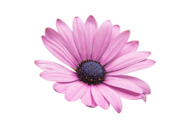 istock Violet Pink Osteosperumum Flower Daisy 870481496