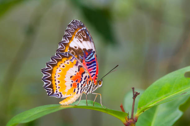 istock Beautiful butterfly in nature. 870482074