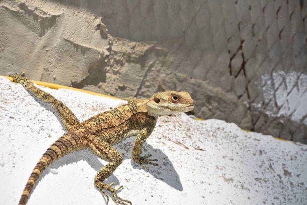 Lizards are hanging on the wall