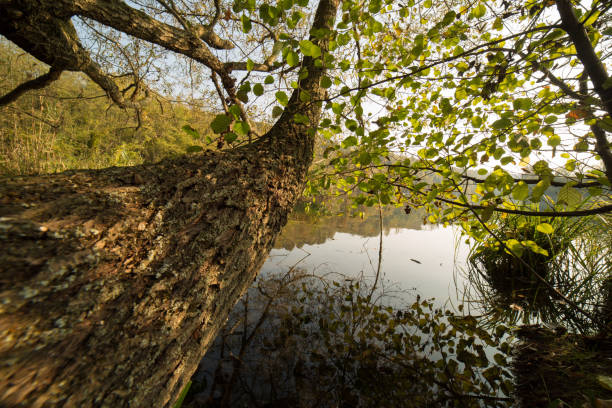 istock robinia forest, in the adda park 870484700