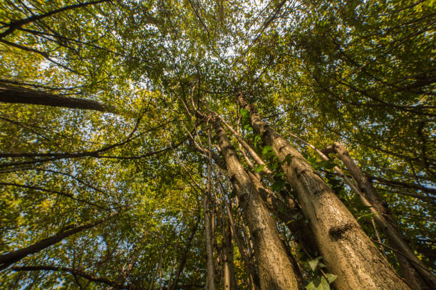 istock robinia forest, in the adda park 870484800